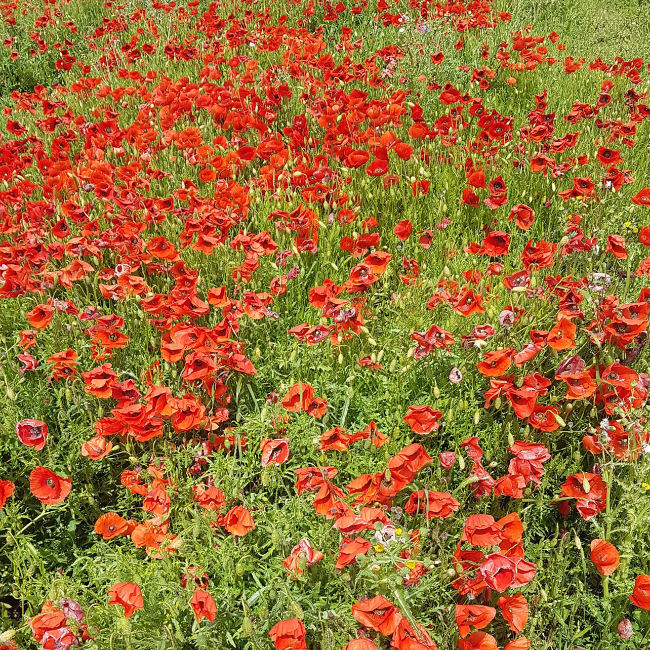 Coquelicots