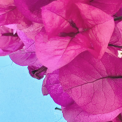 Détail fleurs