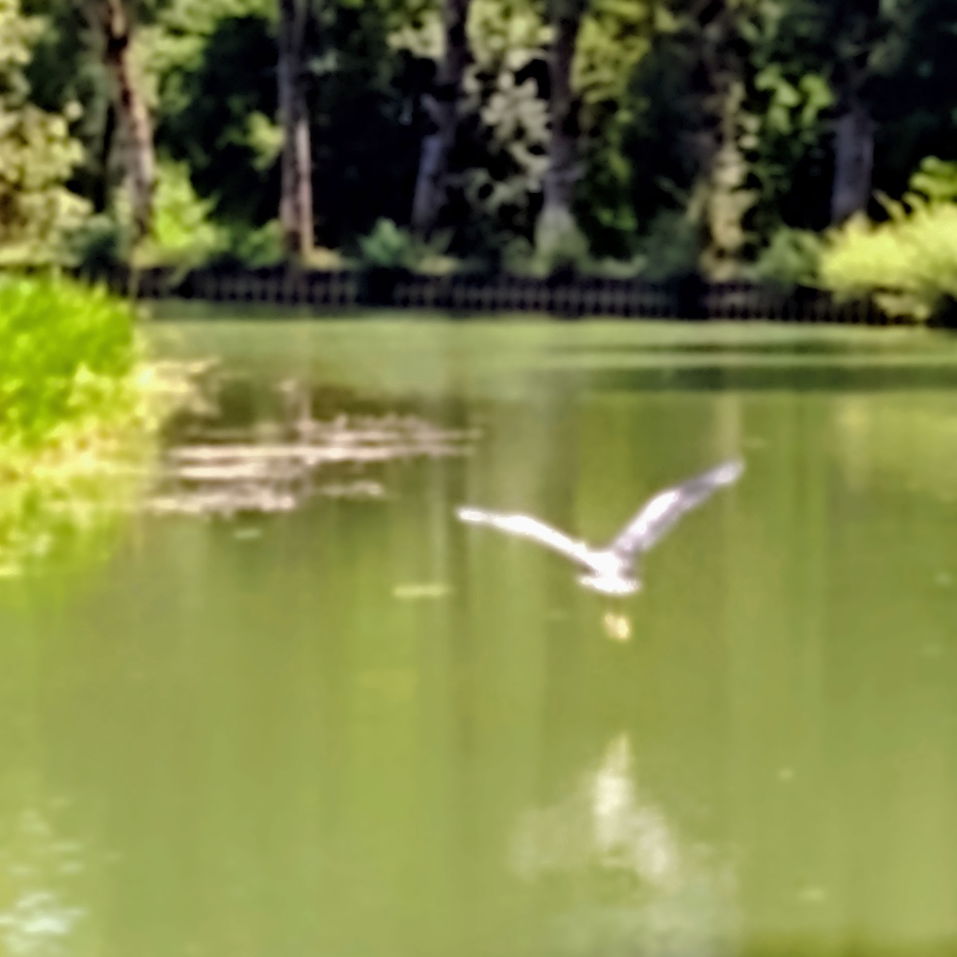 Oiseau volant au-dessus d'une rivière