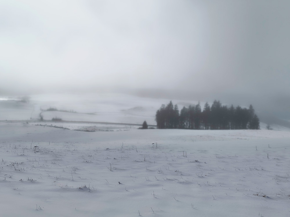 Arbres dans la neige