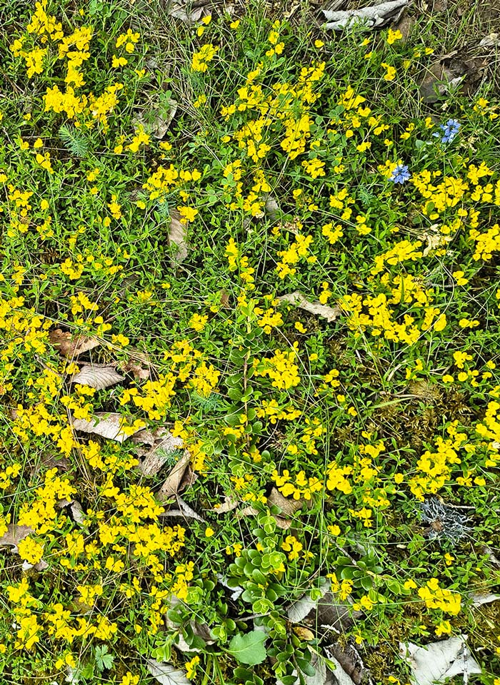 Fleurs jaunes