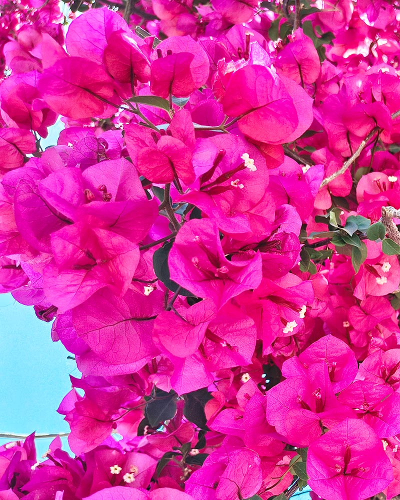 Fleurs roses